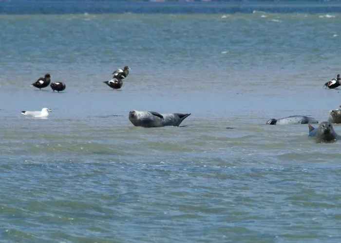 Ferienhaus-leuchtqualle *